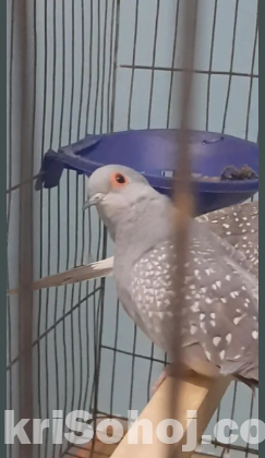 Dimond Dove